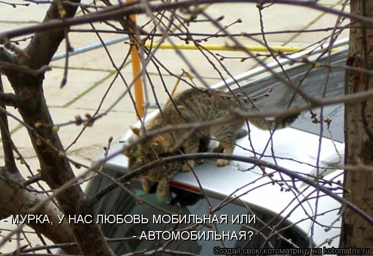- МУРКА, У НАС ЛЮБОВЬ МОБИЛЬНАЯ ИЛИ - АВТОМОБИЛЬНАЯ?... Котоматрица: - МУРКА, У НАС ЛЮБОВЬ МОБИЛЬНАЯ ИЛИ - АВТОМОБИЛЬНАЯ?