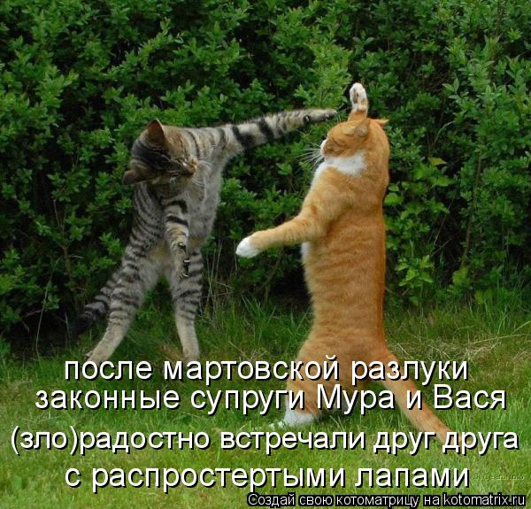 после мартовской разлуки законные супруги Мура и Вася с распростертыми лапами (зло)радостно встреч... Котоматрица: после мартовской разлуки законные супруги Мура и Вася с распростертыми лапами (зло)радостно встречали друг друга