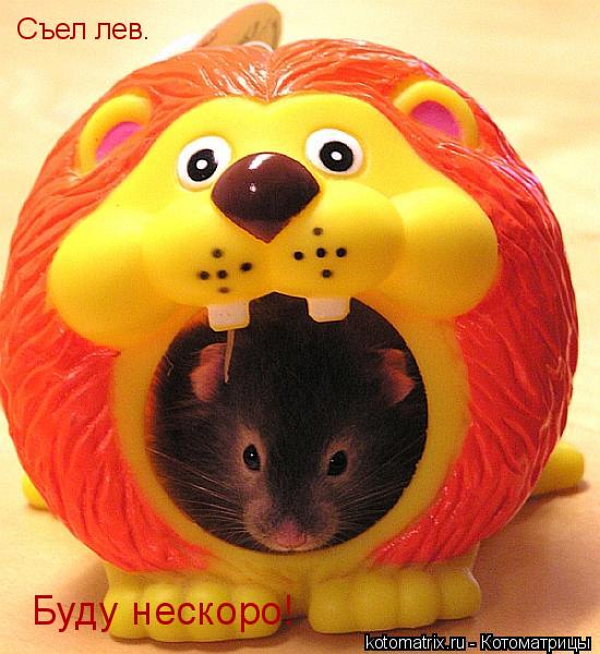 Съел лев. Буду нескоро!... Котоматрица: Съел лев. Буду нескоро!