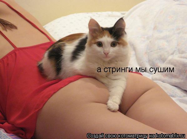 а стринги мы сушим... Котоматрица: а стринги мы сушим