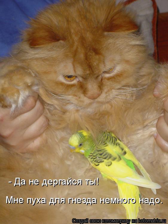- Да не дергайся ты! Мне пуха для гнезда немного надо.... Котоматрица: - Да не дергайся ты! Мне пуха для гнезда немного надо.