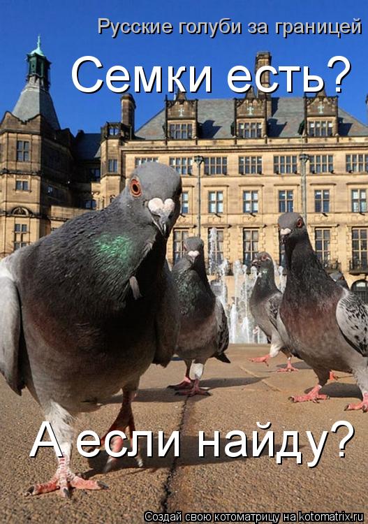 Семки есть? А если найду? Русские голуби за границей... Котоматрица: Семки есть? А если найду? Русские голуби за границей
