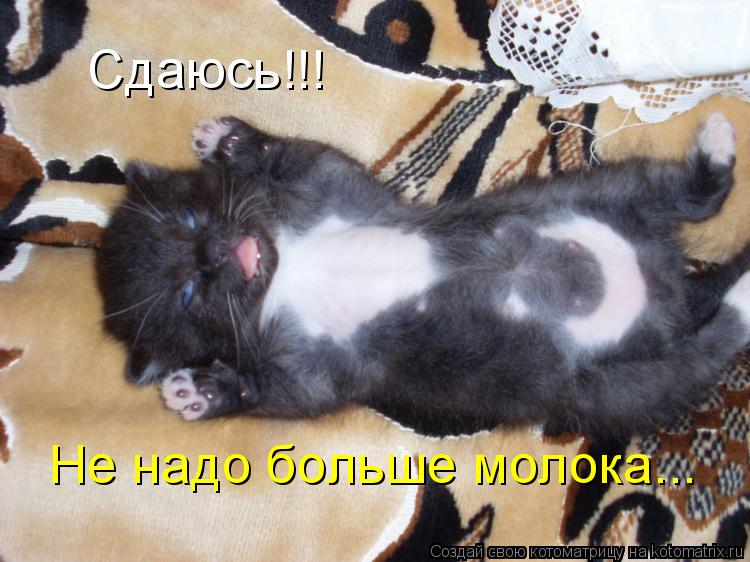 Сдаюсь!!! Не надо больше молока...... Котоматрица: Сдаюсь!!! Не надо больше молока...