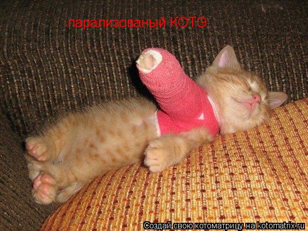 парализованый КОТЭ... Котоматрица: парализованый КОТЭ