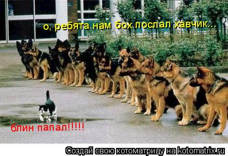 о, ребята нам бох послал хавчик... блин папал!!!!!... Котоматрица: о, ребята нам бох послал хавчик... блин папал!!!!!