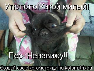 Утютютю!Какой милый! Пёс- Ненавижу!!... Котоматрица: Утютютю!Какой милый! Пёс- Ненавижу!!