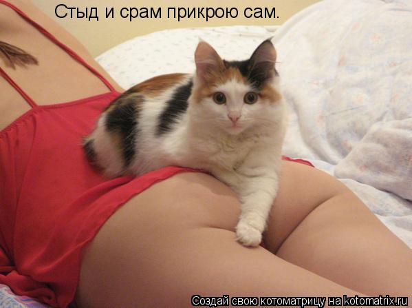 Стыд и срам прикрою сам.... Котоматрица: Стыд и срам прикрою сам.