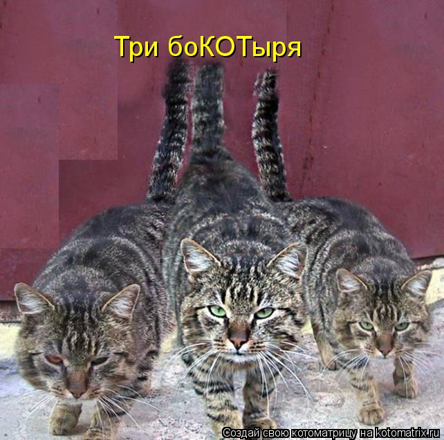 Три боКОТыря... Котоматрица: Три боКОТыря