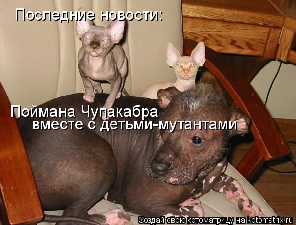 Последние новости: Поймана Чупакабра вместе с детьми-мутантами... Котоматрица: Последние новости: Поймана Чупакабра вместе с детьми-мутантами