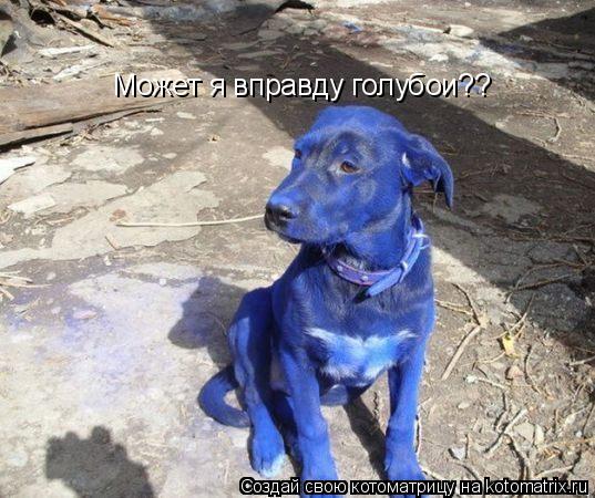 Может я вправду голубои??... Котоматрица: Может я вправду голубои??