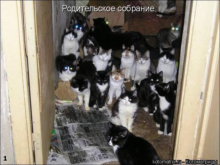 Родительское собрание.... Котоматрица: Родительское собрание.
