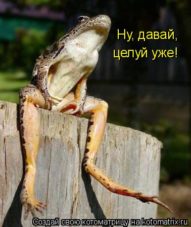 Ну, давай, целуй уже!... Котоматрица: Ну, давай, целуй уже!
