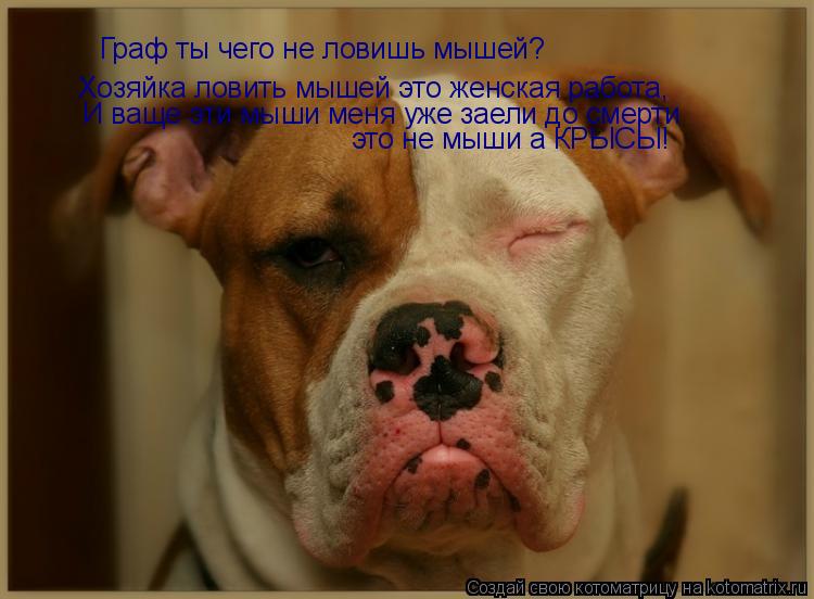Граф ты чего не ловишь мышей? Хозяйка ловить мышей это женская работа, И ваще эти мыши меня уже заели... Котоматрица: Граф ты чего не ловишь мышей? Хозяйка ловить мышей это женская работа, И ваще эти мыши меня уже заели до смерти это не мыши а КРЫСЫ!