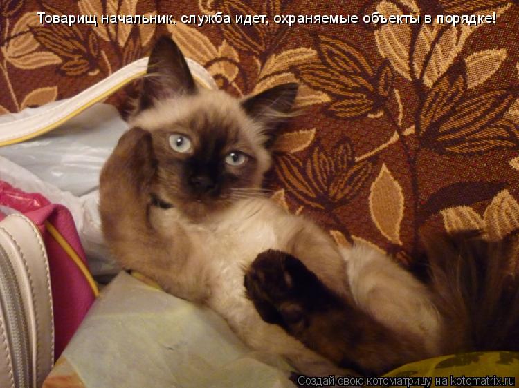 Товарищ начальник, служба идет, охраняемые объекты в порядке!... Котоматрица: Товарищ начальник, служба идет, охраняемые объекты в порядке!