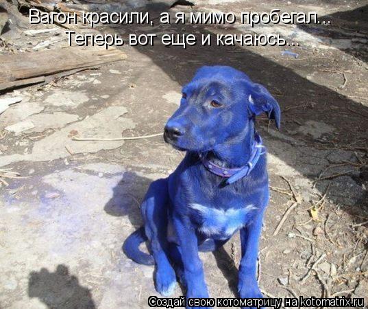Вагон красили, а я мимо пробегал... Теперь вот еще и качаюсь...... Котоматрица: Вагон красили, а я мимо пробегал... Теперь вот еще и качаюсь...
