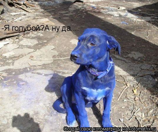 -Я голубой?А ну да....... Котоматрица: -Я голубой?А ну да....