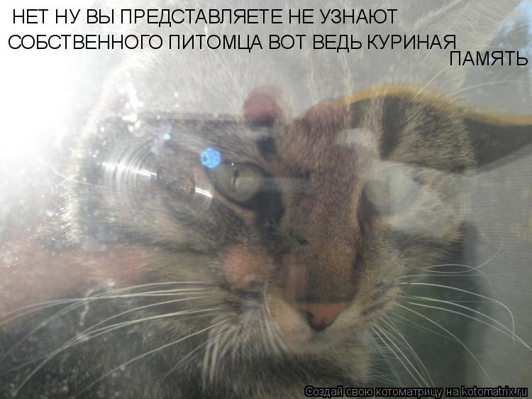 НЕТ НУ ВЫ ПРЕДСТАВЛЯЕТЕ НЕ УЗНАЮТ СОБСТВЕННОГО ПИТОМЦА ВОТ ВЕДЬ КУРИНАЯ ПАМЯТЬ... Котоматрица: НЕТ НУ ВЫ ПРЕДСТАВЛЯЕТЕ НЕ УЗНАЮТ СОБСТВЕННОГО ПИТОМЦА ВОТ ВЕДЬ КУРИНАЯ ПАМЯТЬ
