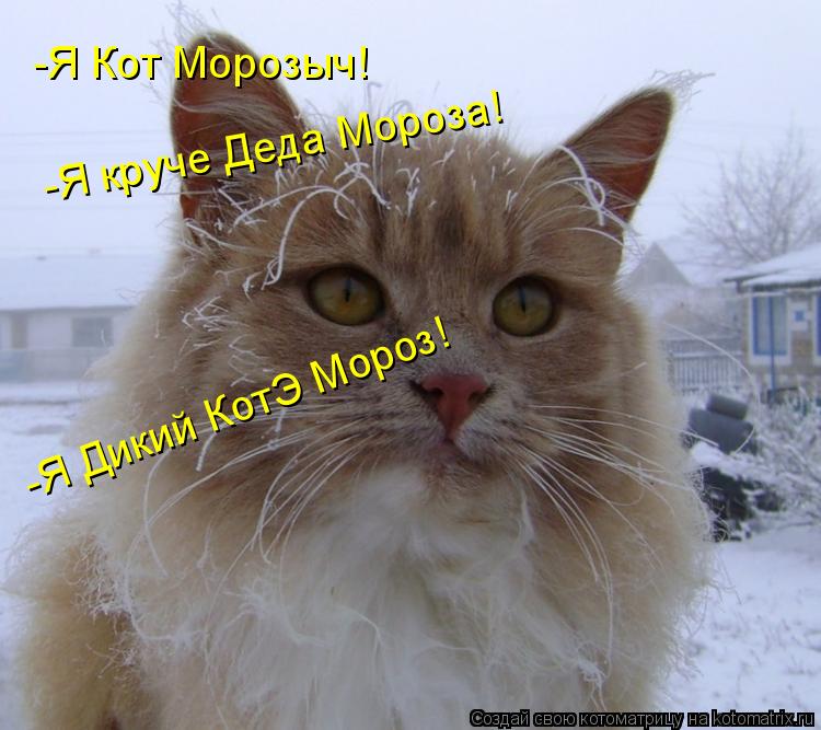 -Я Кот Морозыч! -Я круче Деда Мороза! -Я Дикий КотЭ Мороз!... Котоматрица: -Я Кот Морозыч! -Я круче Деда Мороза! -Я Дикий КотЭ Мороз!