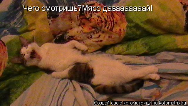Чего смотришь?Мясо давааааааай!... Котоматрица: Чего смотришь?Мясо давааааааай!