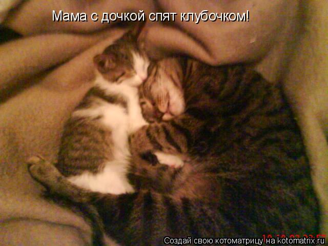 Мама с дочкой спят клубочком!... Котоматрица: Мама с дочкой спят клубочком!