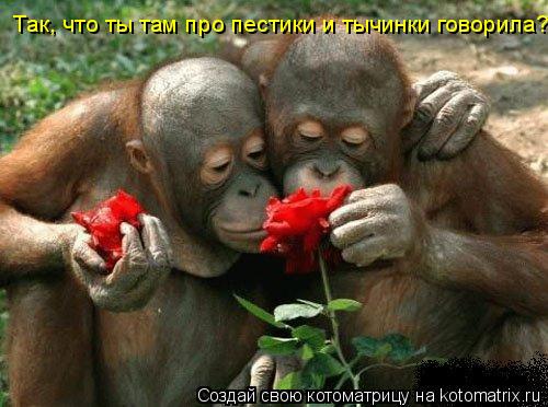Так, что ты там про пестики и тычинки говорила?... Котоматрица: Так, что ты там про пестики и тычинки говорила?
