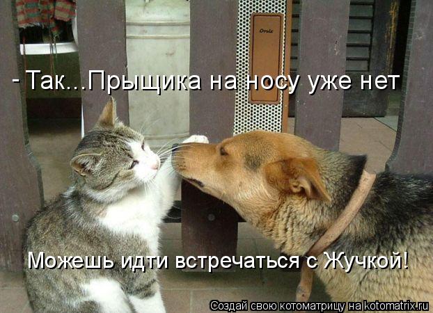 Так...Прыщика на носу уже нет Можешь идти встречаться с Жучкой! -... Котоматрица: Так...Прыщика на носу уже нет Можешь идти встречаться с Жучкой! -