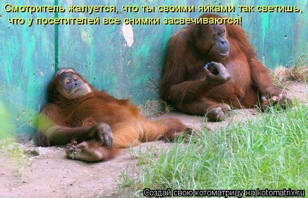 Смотритель жалуется, что ты своими яйками так светишь, что у посетителей все снимки засвечиваются!... Котоматрица: Смотритель жалуется, что ты своими яйками так светишь, что у посетителей все снимки засвечиваются!