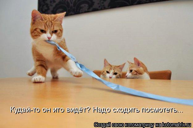 Кудай-то он ито видёт? Надо сходить посмотеть...... Котоматрица: Кудай-то он ито видёт? Надо сходить посмотеть...