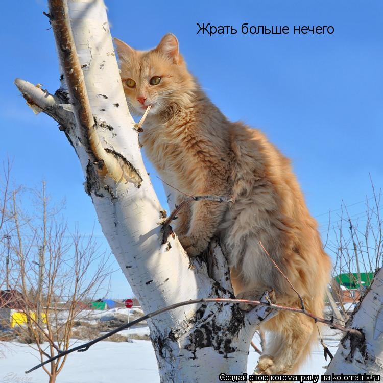 Жрать больше нечего... Котоматрица: Жрать больше нечего