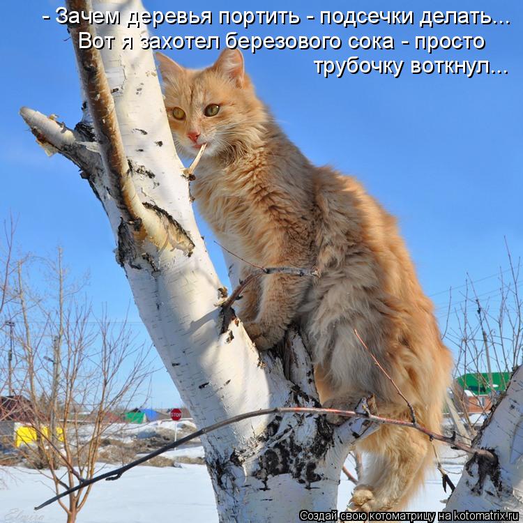 - Зачем деревья портить - подсечки делать... Вот я захотел березового сока - просто трубочку воткнул.... Котоматрица: - Зачем деревья портить - подсечки делать... Вот я захотел березового сока - просто трубочку воткнул...