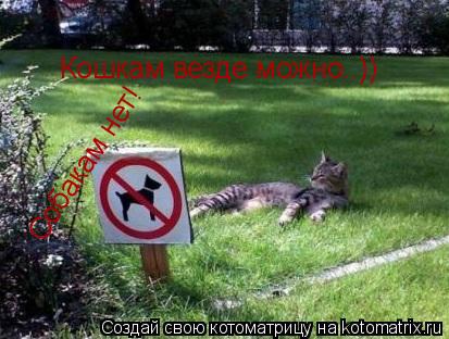 Кошкам везде можно..)) Собакам нет!... Котоматрица: Кошкам везде можно..)) Собакам нет!