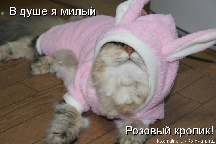В душе я милый Розовый кролик!... Котоматрица: В душе я милый Розовый кролик!