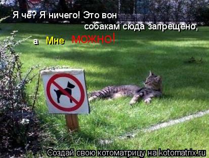 Я чё? Я ничего! Это вон а Мне собакам сюда запрещено, можно!... Котоматрица: Я чё? Я ничего! Это вон а Мне собакам сюда запрещено, можно!
