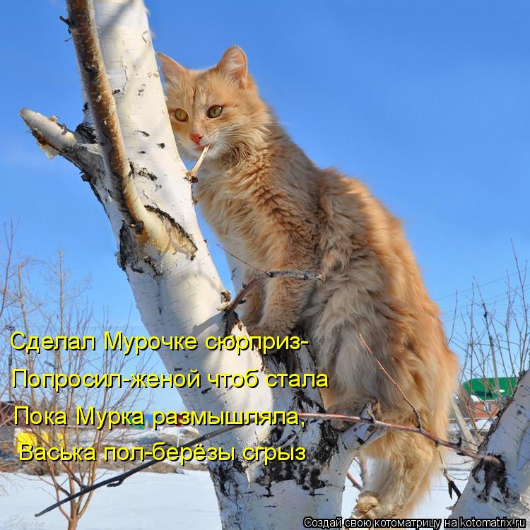 Сделал Мурочке сюрприз- Попросил-женой чтоб стала Пока Мурка размышляла, Васька пол-берёзы сгрыз... Котоматрица: Сделал Мурочке сюрприз- Попросил-женой чтоб стала Пока Мурка размышляла, Васька пол-берёзы сгрыз