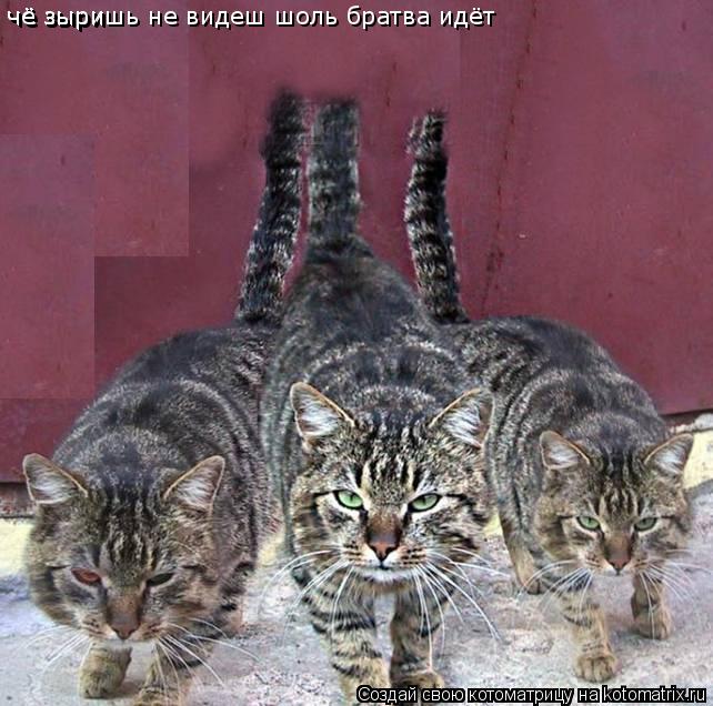 чё зыри чё зыришь не видеш шоль братва идёт чё зыришь не видеш шоль братва идёт... Котоматрица: чё зыри чё зыришь не видеш шоль братва идёт чё зыришь не видеш шоль братва идёт