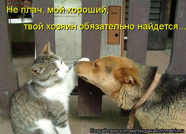 Не плач, мой хороший, твой хозяин обязательно найдется...... Котоматрица: Не плач, мой хороший, твой хозяин обязательно найдется...