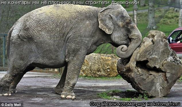 не кочигары мы не плотники а мы строители древесники... Котоматрица: не кочигары мы не плотники а мы строители древесники