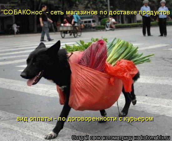 "СОБАКОнос" - сеть магазинов по доставке продуктов вид оплаты - по договоренности с курьером... Котоматрица: "СОБАКОнос" - сеть магазинов по доставке продуктов вид оплаты - по договоренности с курьером