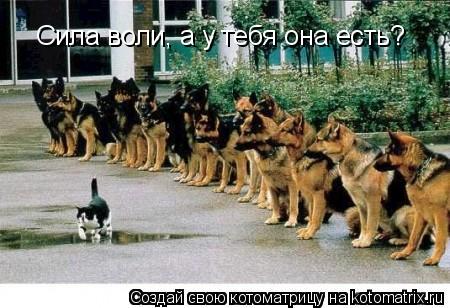 Сила воли, а у тебя она есть?... Котоматрица: Сила воли, а у тебя она есть?