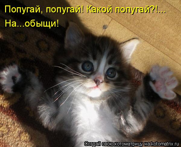 Попугай, попугай! Какой попугай?!... На...обыщи!... Котоматрица: Попугай, попугай! Какой попугай?!... На...обыщи!