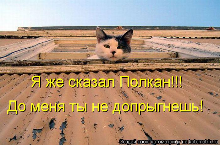 Я же сказал Полкан!!! До меня ты не допрыгнешь!... Котоматрица: Я же сказал Полкан!!! До меня ты не допрыгнешь!