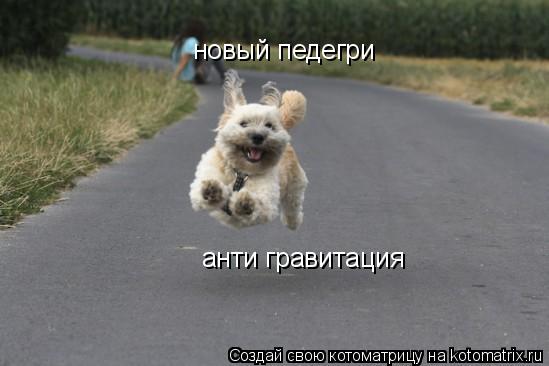 новый педегри анти гравитация... Котоматрица: новый педегри анти гравитация