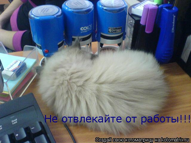 Не отвлекайте от работы!!!... Котоматрица: Не отвлекайте от работы!!!