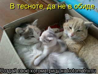 В тесноте, да не в обиде.... Котоматрица: В тесноте, да не в обиде.