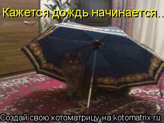 Кажется дождь начинается...... Котоматрица: Кажется дождь начинается...