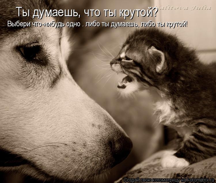 Ты думаешь, что ты крутой? Выбери что-нибудь одно – либо ты думаешь, либо ты крутой!... Котоматрица: Ты думаешь, что ты крутой? Выбери что-нибудь одно – либо ты думаешь, либо ты крутой!