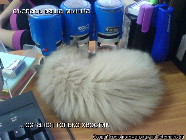 съелась ваша мышка... ...остался только хвостик... Котоматрица: съелась ваша мышка... ...остался только хвостик