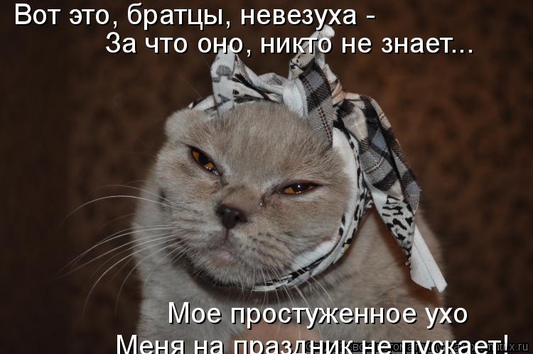 Вот это, братцы, невезуха - Мое простуженное ухо Меня на праздник не пускает! За что оно, никто не з... Котоматрица: Вот это, братцы, невезуха - Мое простуженное ухо Меня на праздник не пускает! За что оно, никто не знает...
