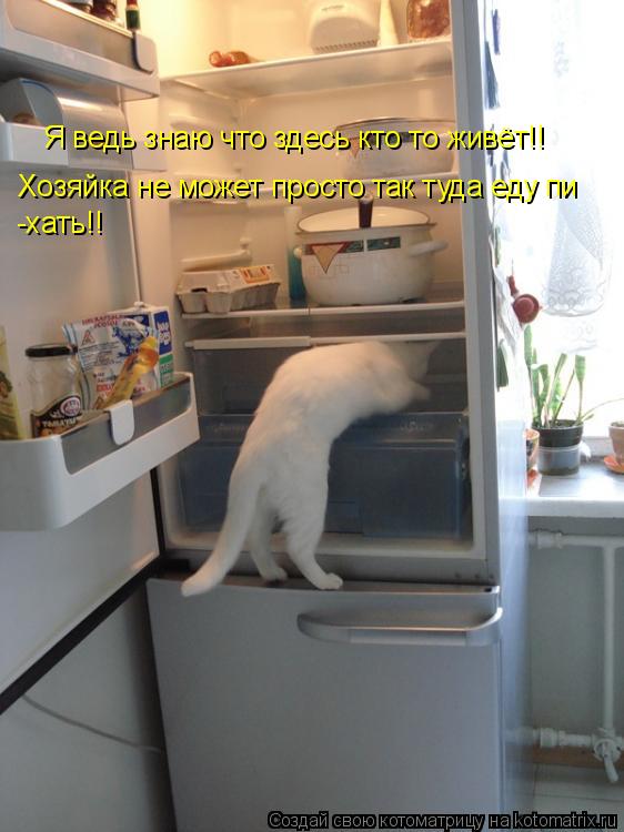 Я ведь знаю что здесь кто то живёт!! Хозяйка не может просто так туда еду пи -хать!!... Котоматрица: Я ведь знаю что здесь кто то живёт!! Хозяйка не может просто так туда еду пи -хать!!