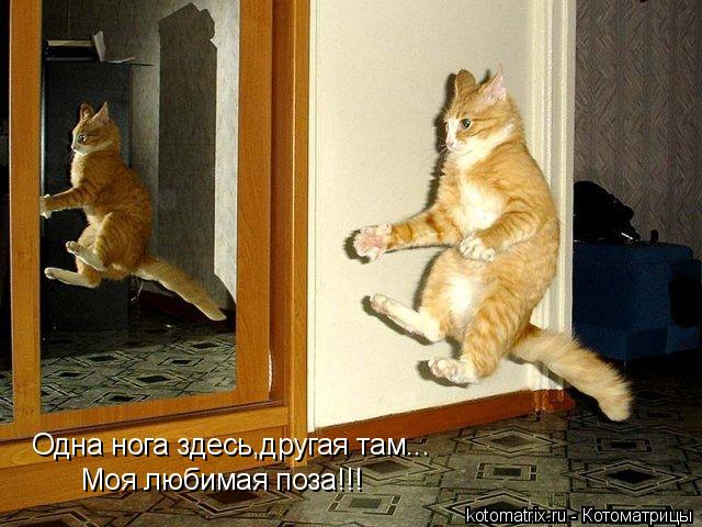 Одна нога здесь,другая там... Моя любимая поза!!!... Котоматрица: Одна нога здесь,другая там... Моя любимая поза!!!
